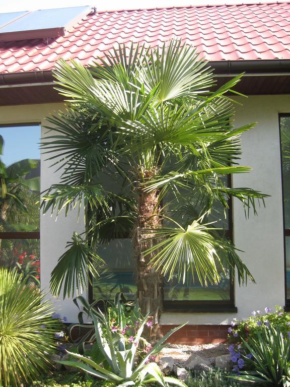 Pokoje Goscinne Pod Palmami Буско-Здрой Стая снимка